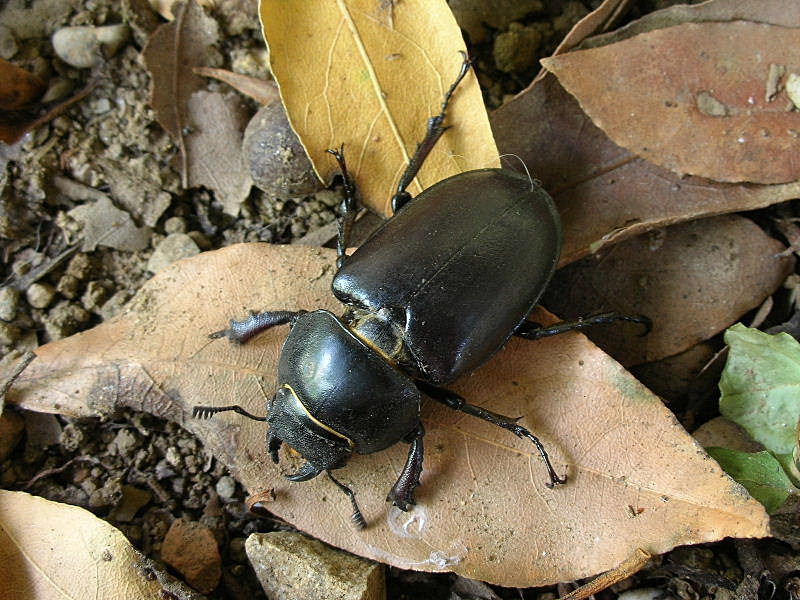 Femmina di Lucanus cervus